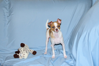 Wilbur - Fawn Spotted Smoothcoat Male Chihuahua puppy