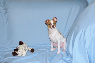 Wilbur - Fawn Spotted Smoothcoat Male Chihuahua puppy
