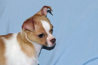 Wilbur - Fawn Spotted Smoothcoat Male Chihuahua puppy