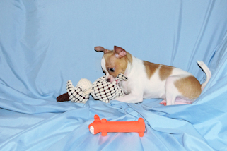 Wilbur - Fawn Spotted Smoothcoat Male Chihuahua puppy