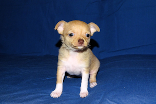 Willow - Fawn with white markings smoothcoat female chihuahua puppy