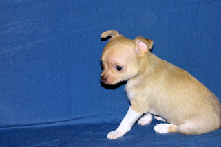Willow - Fawn with white markings smoothcoat female chihuahua puppy