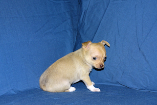 Willow - Fawn with white markings smoothcoat female chihuahua puppy