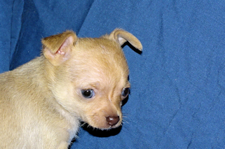 Willow - Fawn with white markings smoothcoat female chihuahua puppy