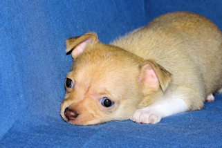 Willow - Fawn with white markings smoothcoat female chihuahua puppy