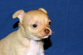 Willow - Fawn with white markings smoothcoat female chihuahua puppy