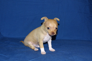 Willow - Fawn with white markings smoothcoat female chihuahua puppy