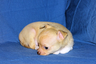 Willow - Fawn with white markings smoothcoat female chihuahua puppy