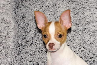 Wyatt - Fawn Spotted Smoothcoat Male Chihuahua puppy