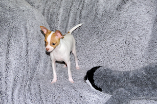 Wyatt - Fawn Spotted Smoothcoat Male Chihuahua puppy