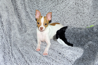 Wyatt - Fawn Spotted Smoothcoat Male Chihuahua puppy