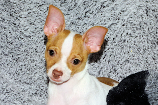 Wyatt - Fawn Spotted Smoothcoat Male Chihuahua puppy