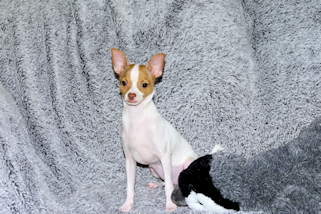 Wyatt - Fawn Spotted Smoothcoat Male Chihuahua puppy