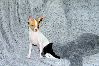 Wyatt - Fawn Spotted Smoothcoat Male Chihuahua puppy