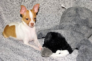 Wyatt - Fawn Spotted Smoothcoat Male Chihuahua puppy