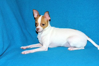 Wyatt - Fawn Spotted Smoothcoat Male Chihuahua puppy