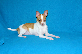 Wyatt - Fawn Spotted Smoothcoat Male Chihuahua puppy