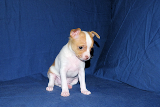 Wyatt - Fawn Spotted Smoothcoat Male Chihuahua puppy