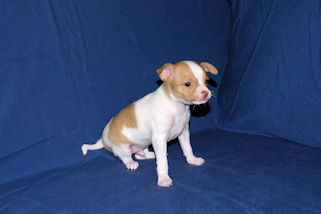 Wyatt - Fawn Spotted Smoothcoat Male Chihuahua puppy