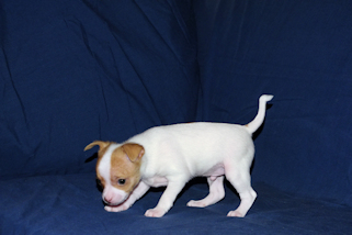 Wyatt - Fawn Spotted Smoothcoat Male Chihuahua puppy