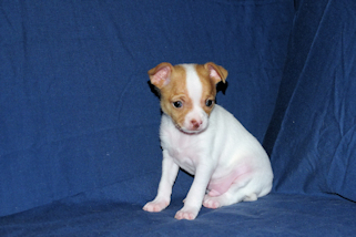 Wyatt - Fawn Spotted Smoothcoat Male Chihuahua puppy