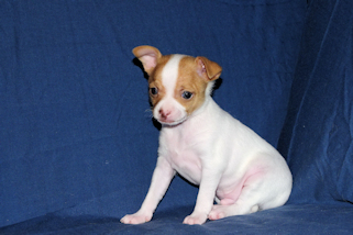 Wyatt - Fawn Spotted Smoothcoat Male Chihuahua puppy