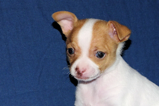 Wyatt - Fawn Spotted Smoothcoat Male Chihuahua puppy