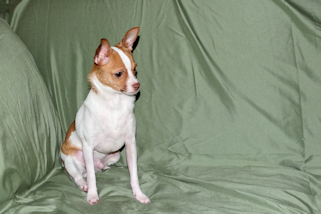 Wyatt - Fawn Spotted Smoothcoat Male Chihuahua puppy