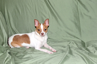 Wyatt - Fawn Spotted Smoothcoat Male Chihuahua puppy