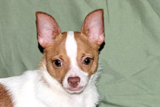Wyatt - Fawn Spotted Smoothcoat Male Chihuahua puppy
