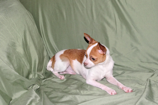 Wyatt - Fawn Spotted Smoothcoat Male Chihuahua puppy