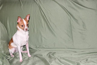 Wyatt - Fawn Spotted Smoothcoat Male Chihuahua puppy