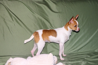 Wyatt - Fawn Spotted Smoothcoat Male Chihuahua puppy