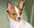 Wyatt - Fawn Spotted Smoothcoat Male Chihuahua puppy