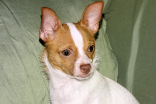 Wyatt - Fawn Spotted Smoothcoat Male Chihuahua puppy