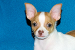 Wyatt - Fawn Spotted Smoothcoat Male Chihuahua puppy