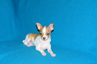 Wyatt - Fawn Spotted Smoothcoat Male Chihuahua puppy