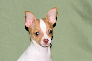Wyatt - Fawn Spotted Smoothcoat Male Chihuahua puppy