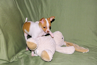 Wyatt - Fawn Spotted Smoothcoat Male Chihuahua puppy