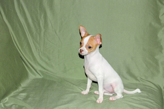 Wyatt - Fawn Spotted Smoothcoat Male Chihuahua puppy