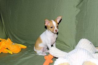 Wyatt - Fawn Spotted Smoothcoat Male Chihuahua puppy
