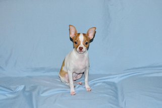 Wyatt - Fawn Spotted Smoothcoat Male Chihuahua puppy