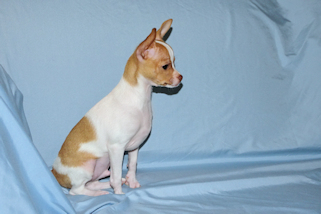 Wyatt - Fawn Spotted Smoothcoat Male Chihuahua puppy