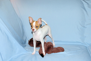 Wyatt - Fawn Spotted Smoothcoat Male Chihuahua puppy