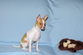 Wyatt - Fawn Spotted Smoothcoat Male Chihuahua puppy