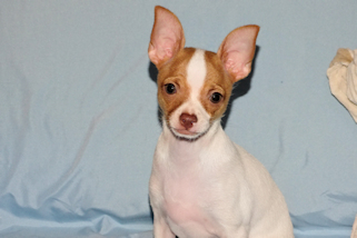 Wyatt - Fawn Spotted Smoothcoat Male Chihuahua puppy