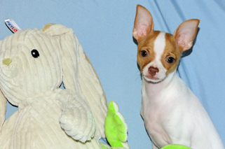 Wyatt - Fawn Spotted Smoothcoat Male Chihuahua puppy