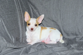 Ziggy - Fawn & White Spotted Smoothcoat Male Chihuahua Puppy