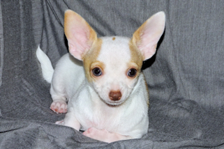 Ziggy - Fawn & White Spotted Smoothcoat Male Chihuahua Puppy