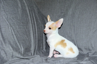 Ziggy - Fawn & White Spotted Smoothcoat Male Chihuahua Puppy